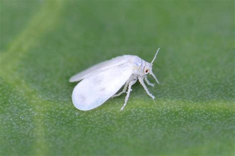 mosca bianca incontri|mosca bianca contatti.